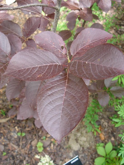 Prunus virginiana 'Shubert'